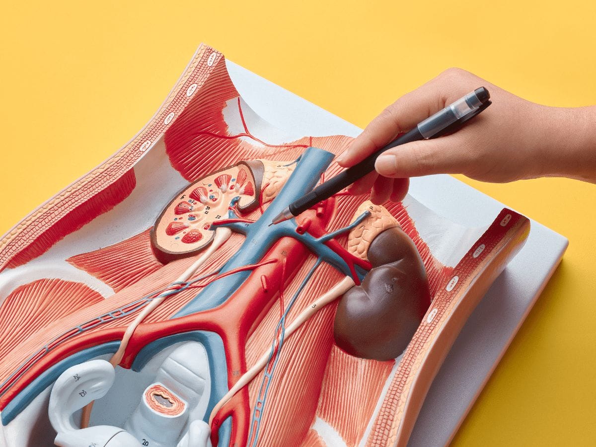 3d image showing the inferior vena cava