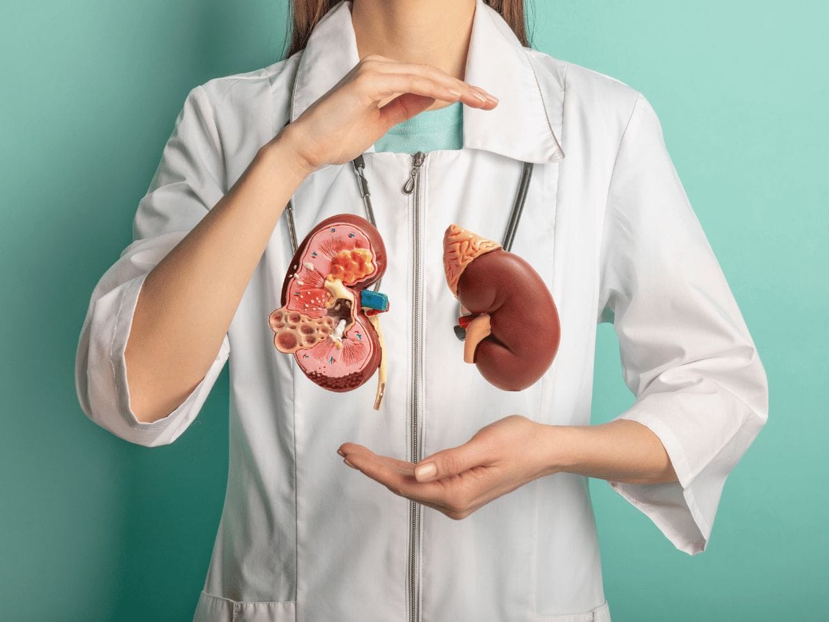 A doctor showing kidneys